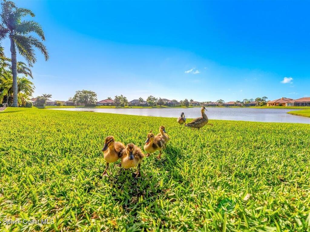 3599 Imperata Drive, Rockledge, FL 32955