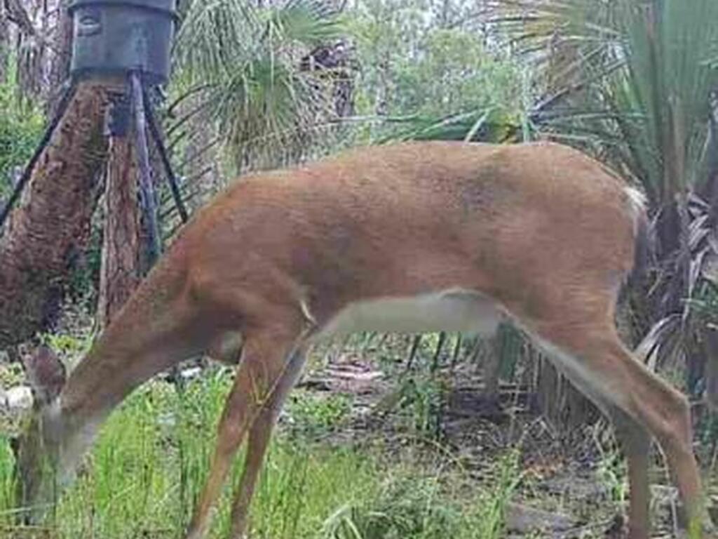 Holopaw Groves Rd, St. Cloud, FL 34771