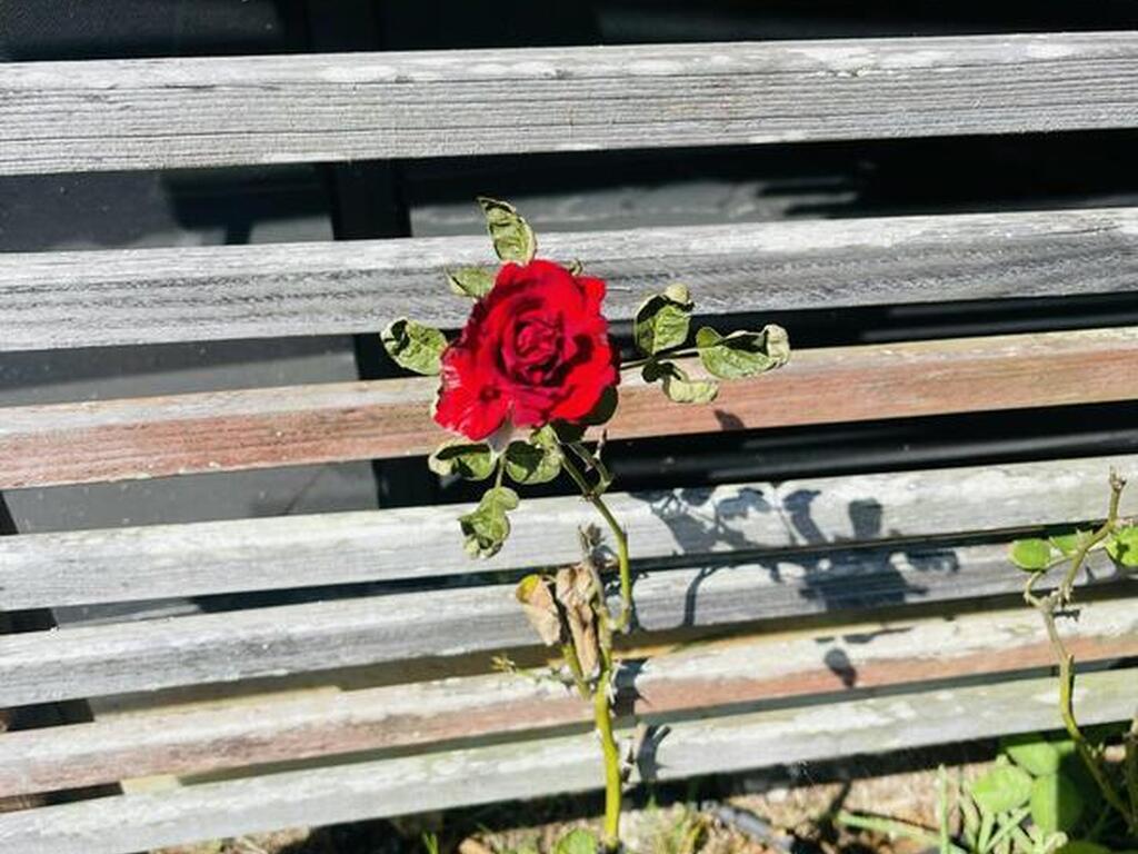 6230 Balsam Street, Cocoa, FL 32927