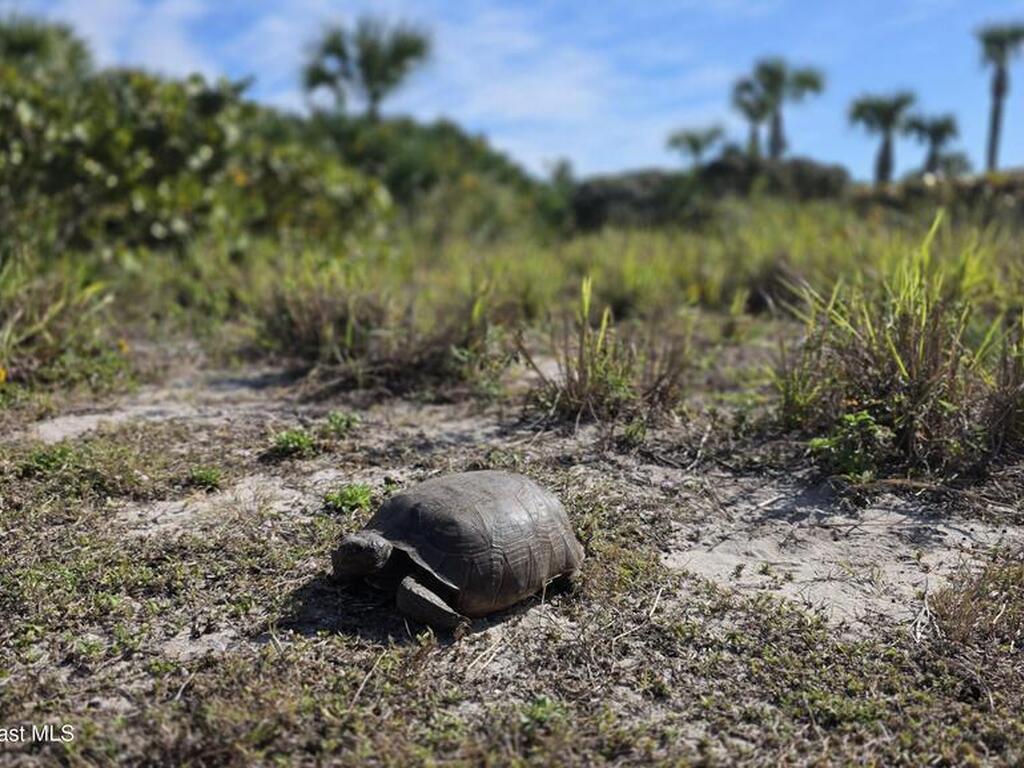 604 Shorewood Drive, Cape Canaveral, FL 32920